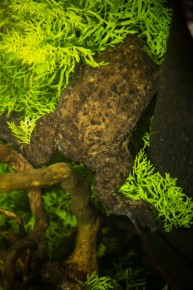 Surinam toad from above