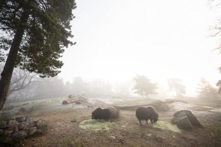 Musk oxes in fog