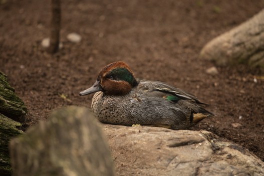 European green-winged teal (old male)