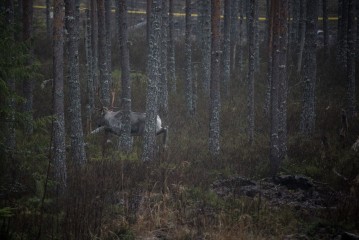 Releasing European forest reindeers to Seitseminen