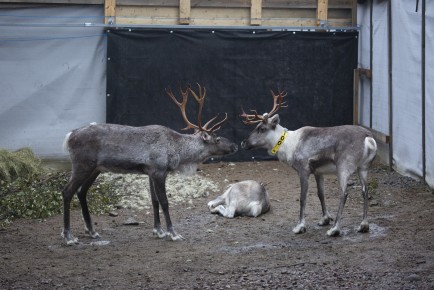 European forest reindeers waking up