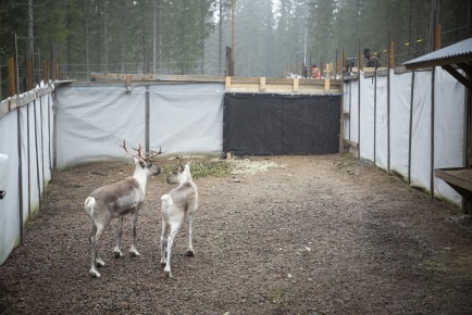Separating the European forest reindeers that will be released