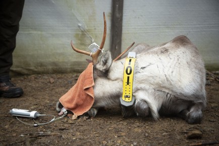 Setting up GPS tracking for European forest reindeers