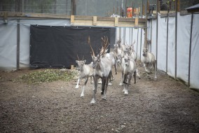 Separating the European forest reindeers that will be released