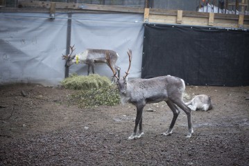 European forest reindeers waking up