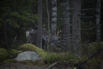 Releasing European forest reindeers to Seitseminen