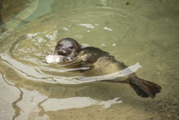 Saimaa ringed seal eating at Wildlife Hospital