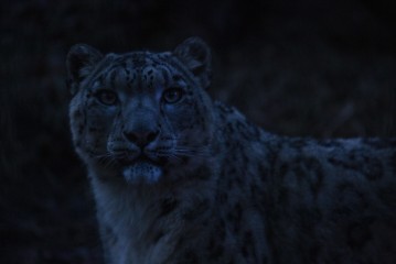 Snow leopard "Lux" in the dark