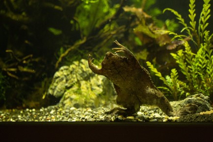 Surinam toad