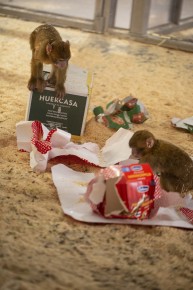 Christmas presents for Barbary macaques