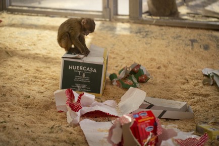 Christmas presents for Barbary macaques