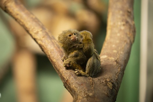 Pygmy marmoset with baby