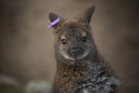 Young red wallaby