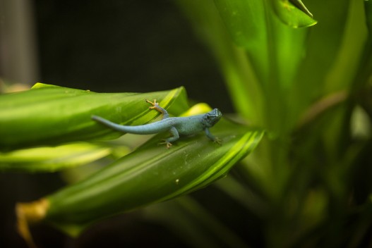 Turquoise dwarf gecko
