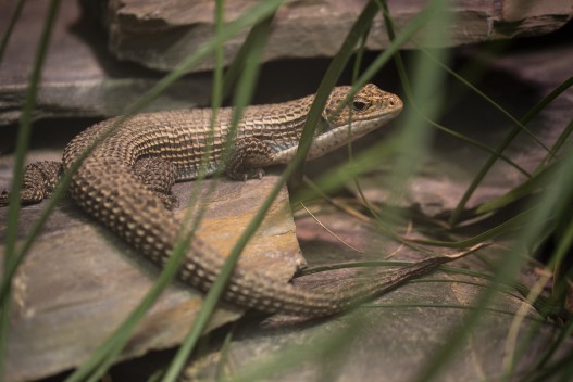 Round-nosed plated lizard