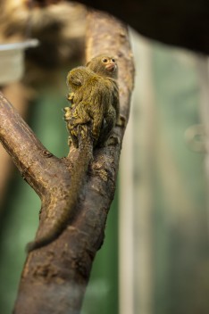 Pygmy marmoset with baby