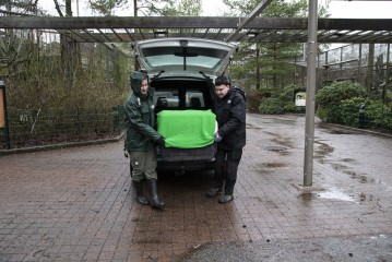 Moving the Saimaa ringed seal to the zoo