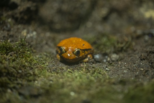 Sambava tomato frog