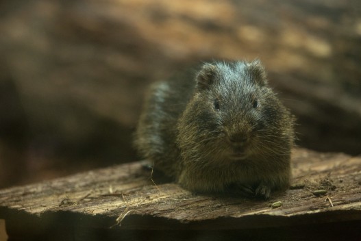 Greater guinea pig