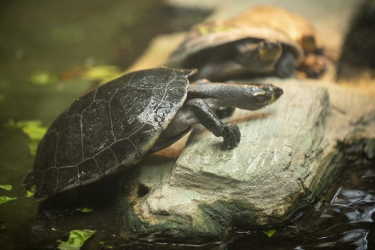 Yellow-spotted Amazon river turtles