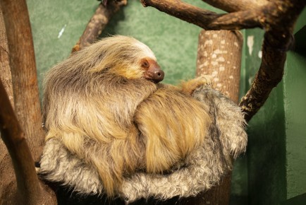 Coco the Hoffman's sloth