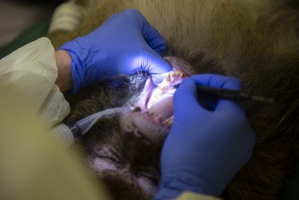 Barbary macaque Hakku in dentist