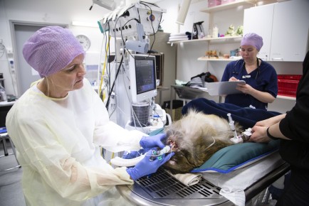 Barbary macaque Hakku in dentist