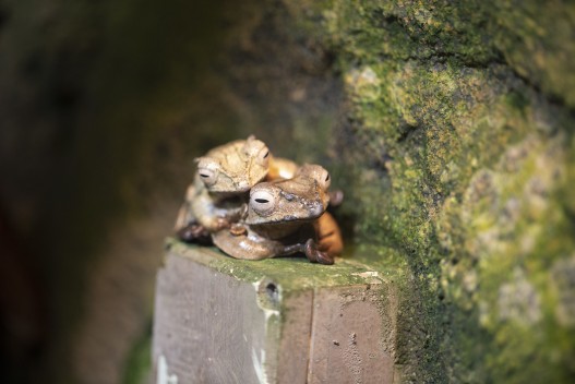 Bornean eared frogs