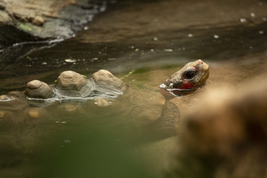 Red-footed tortoise dipping in water