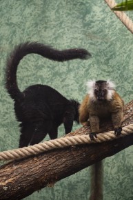 Black lemur couple