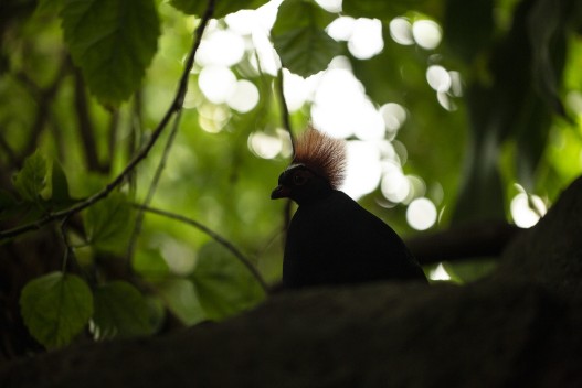 Crested partridge