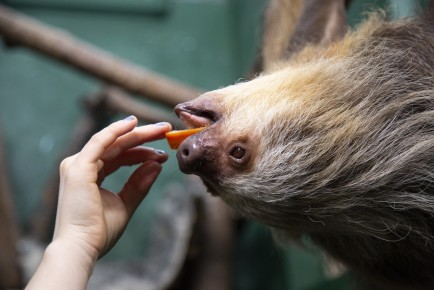 Hoffman's sloth "Coco" eating a carrot