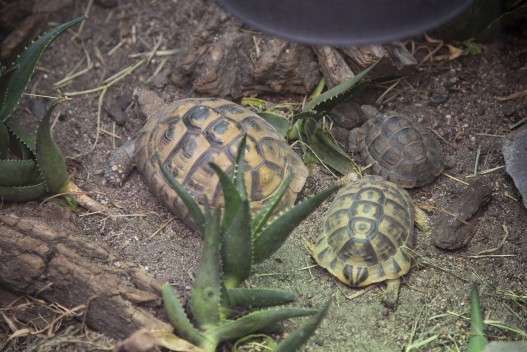 Eastern Hermann’s tortoise, Mesopotamian tortoise and Tunisiand Spur-thighed tortoise