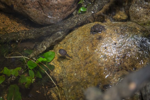 Tadpole and an adult frog (Chantaburi warted treefrog)