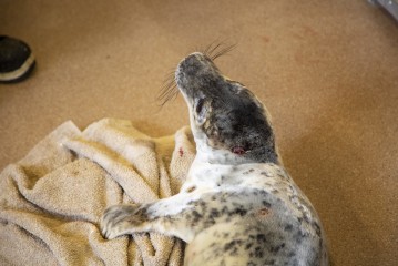 Gray seal pup in Wildlife Hospital