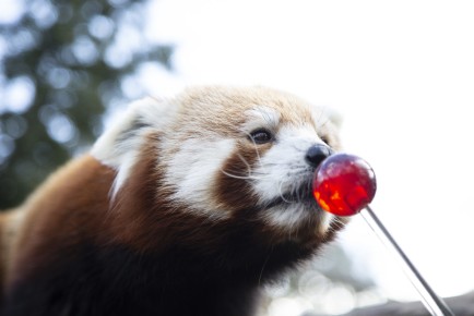 Red panda touching a target in training session