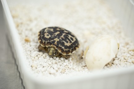 Pancake tortoise right after hatching