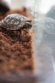 Few weeks old pancake tortoise hatchling