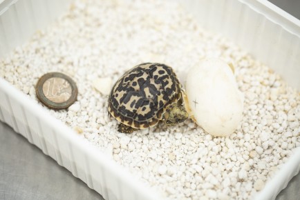 Newly born pancake tortoise size compared to a coin