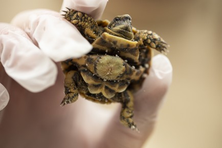 Pancake tortoise right after hatching: still very wrinkly
