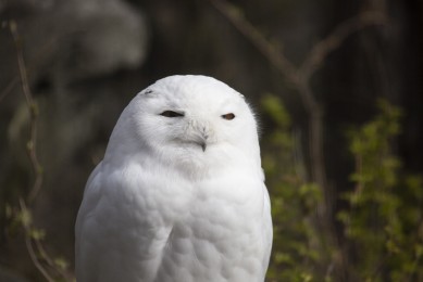 Snowy owl male