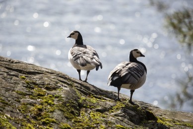Barnacle goose couple