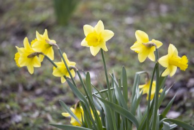 Spring flowers: Narcissus