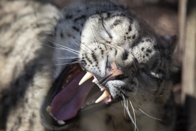 Yawning snow leopard (male)