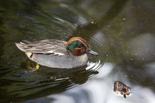 European green-winged teal (old male)