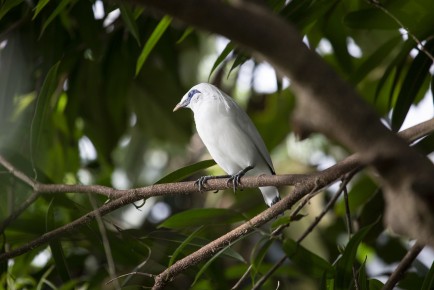 Bali starling (male)