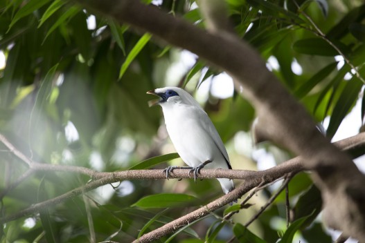 Bali starling (male)