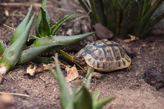 Mesopotamian tortoise