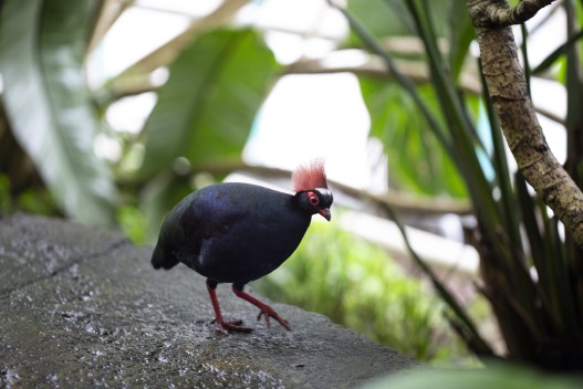 Crested partridge male