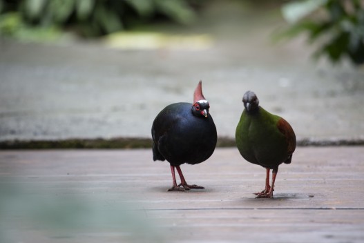 Crested partridge couple